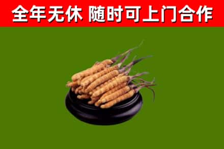 振兴区回收散虫草