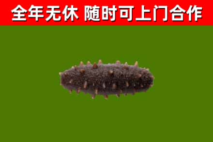 振兴区回收海参干